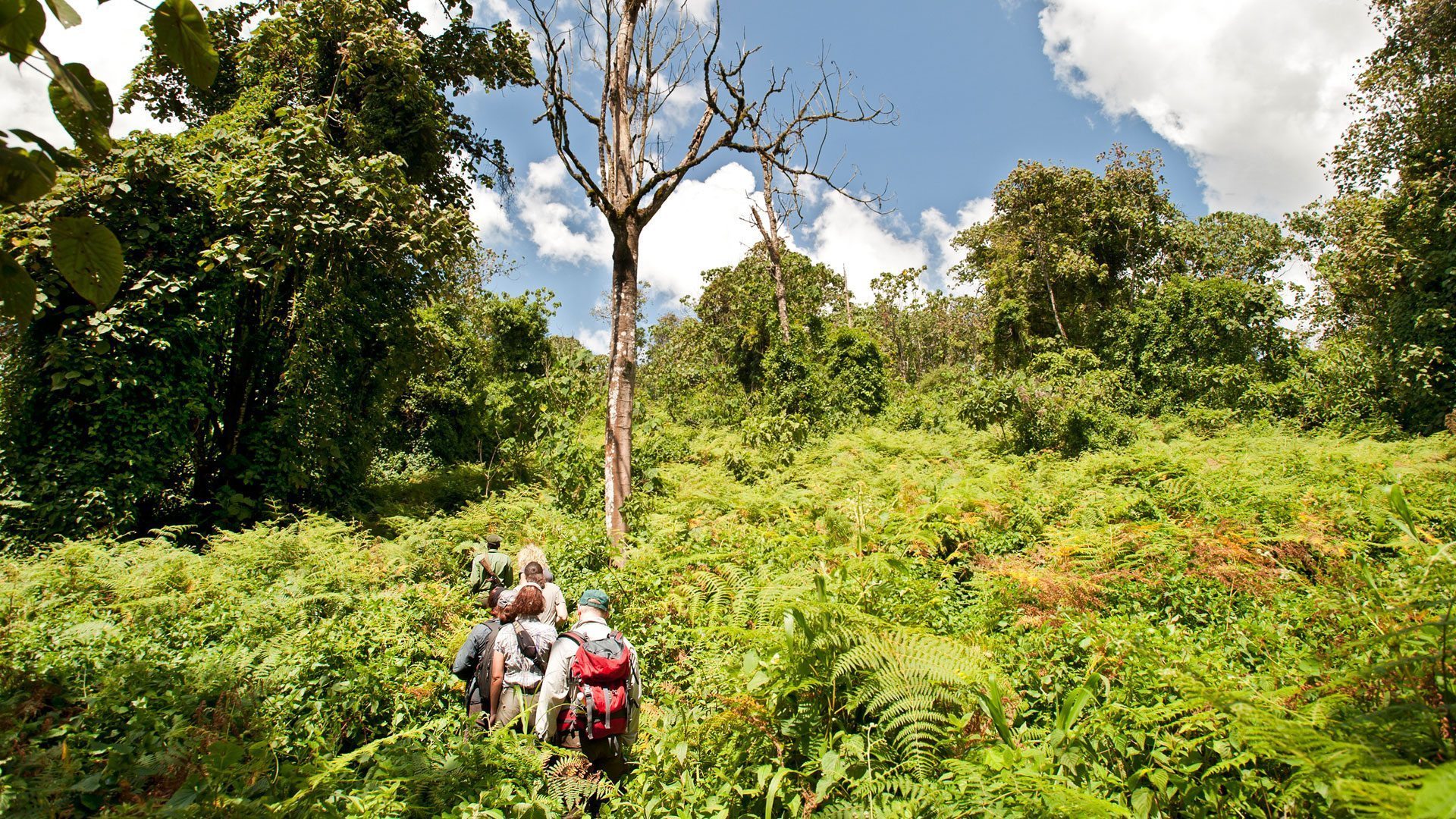 Udzungwa Mountains Trekking